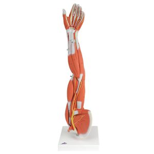 3B Human Left Arm Model 3B Human Left Arm Model