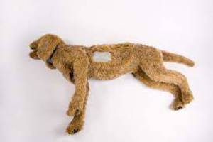 K 9 Thoracentesis K 9 Thoracentesis