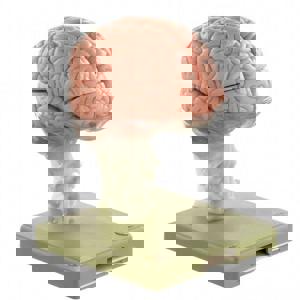 SOMSO Human Brain Model, 15 Parts SOMSO Human Brain Model, 15 Parts