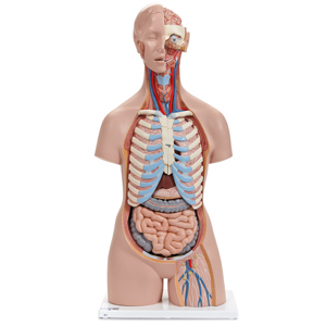 3B Human Sexless Torso Model 3B Human Sexless Torso Model