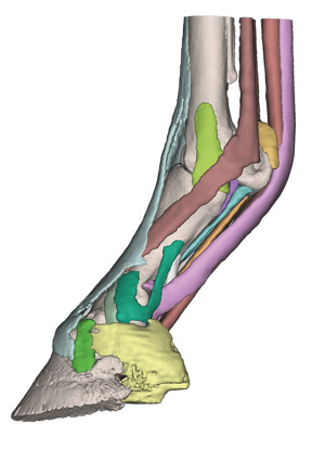 Foot Of The Horse Model 1