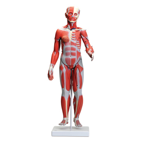 3B Human Muscular Male And Female Model 3B Human Muscular Male And Female Model