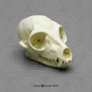 slow loris skull