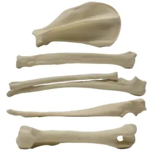 Canine Forelimb Bones