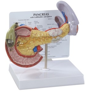 Pancreas By GPI Anatomicals