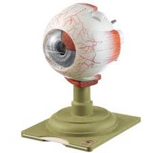 Somso Human Eye Model Somso Human Eye Model