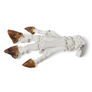 Domestic Pig Foot (Sus Scrofa Domesticus), Specimen Domestic Pig Foot (Sus Scrofa Domesticus), Specimen