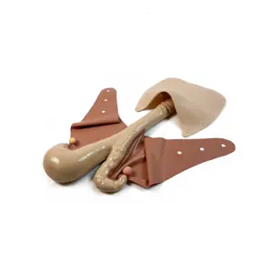Uterus Pregnant D65