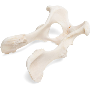 Dog (Canis Lupus Familiaris), Pelvis