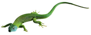 Green Lizard, Male Green Lizard, Male