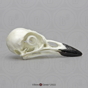 Blue Jay Skull