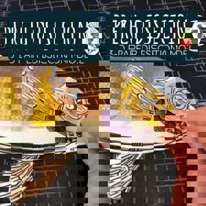 Perch Dissection (3 D Paper Dissection Model)