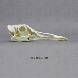 Kori Bustard Skull