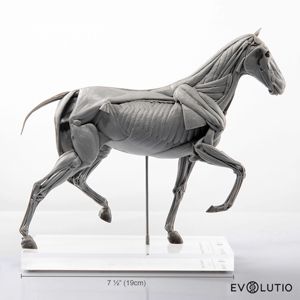 Horse Anatomical Figure 1 10 Scale