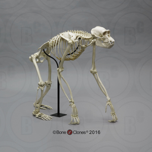 Chimpanzee Skeleton, Articulated