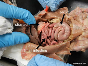 Rat Dissection