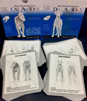 Canine + Feline Anatomy Flashcards