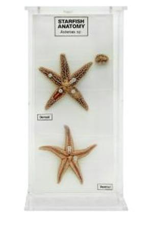 Ward's Starfish Anatomy Museum Mount Ward's Starfish Anatomy Museum Mount