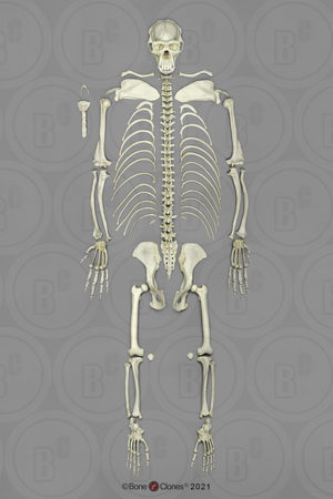 Chimpanzee Skeleton, Disarticulated