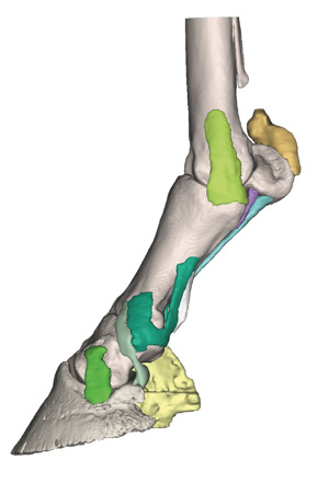 Foot Of The Horse As A Model Model 4