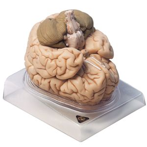 Somso Human Brain Model, 8 Parts