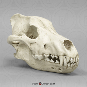 Dire Wolf Skull Antique Finish