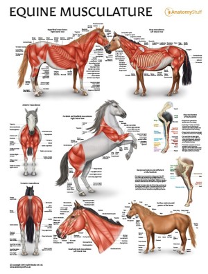 Equine Musculature System Laminated Chart