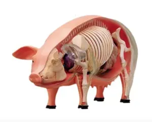 4D Vision Pig Model 4D Vision Pig Model
