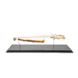 Skeleton Of European Catfish (Silurus Glanis), Specimen Skeleton Of European Catfish (Silurus Glanis), Specimen