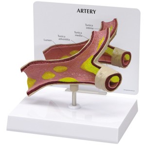 Artery By GPI Anatomicals (1) Artery By GPI Anatomicals (1)