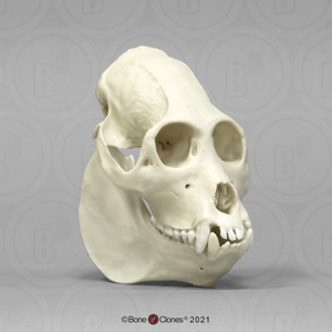 Mantled Howler Monkey Skull