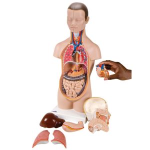 3B Human Miniature Torso Model