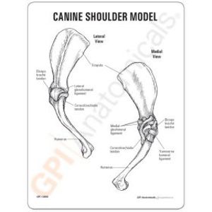 Canine + Feline Educational Key Card