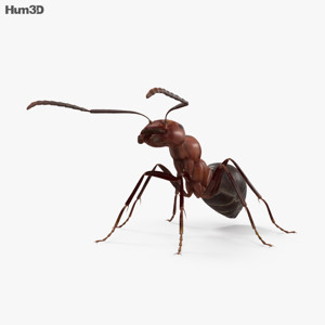 Ant 3D Model