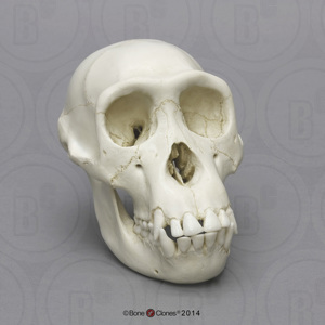 Chimpanzee Juvenile Skull (Bone Clones, Inc)