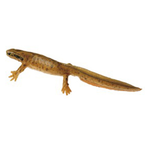 Common Newt In Its Aquatic Form, Female Common Newt In Its Aquatic Form, Female