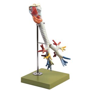 Somso Human Larynx, Trachea, And Bronchi Model (1) Somso Human Larynx, Trachea, And Bronchi Model (1)