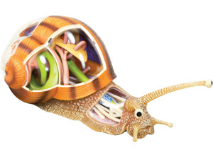 4D Vision Animal Snail 4D Vision Animal Snail