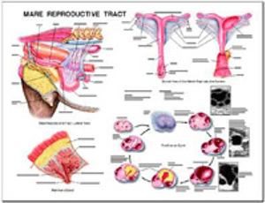 Equine Mare Reproductive Laminated Chart