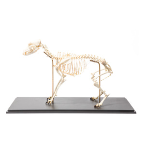 Dog Skeleton (Canis Lupus Familiaris), Size M, Flexibly Mounted, Specimen