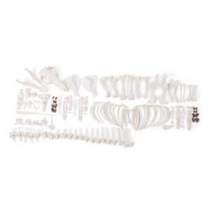 Pig Skeleton (Sus Scrofa Domesticus), F, Disarticulated (1)