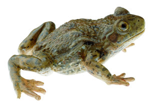 Midwife Toad, Female