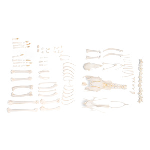 Chicken Skeleton (Gallus Gallus Domesticus), Disarticulated Chicken Skeleton (Gallus Gallus Domesticus), Disarticulated