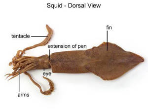 Squid (Loligo Brevipenna) (With Labels)