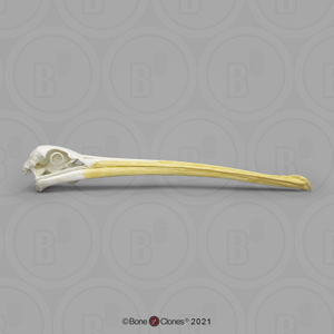 American White Pelican Skull