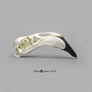 Flamingo Skull (1)