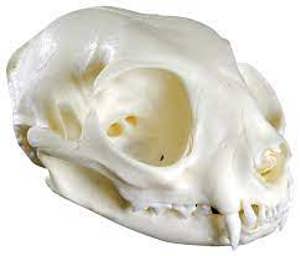 Cat Skull (Felis Catus, Replica)