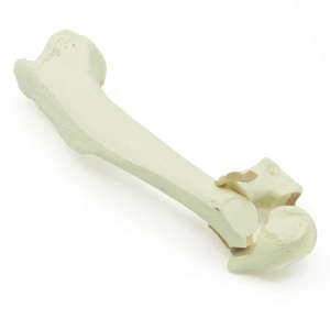 Canine Humerus With Distal Y Fracture