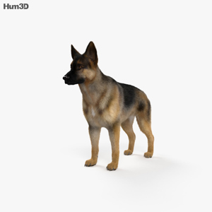 German Shepherd 3D Model German Shepherd 3D Model