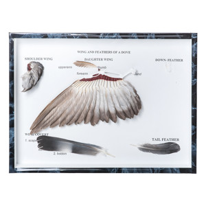 Pigeon Wings And Feathers (Columba Palumbus) Pigeon Wings And Feathers (Columba Palumbus)